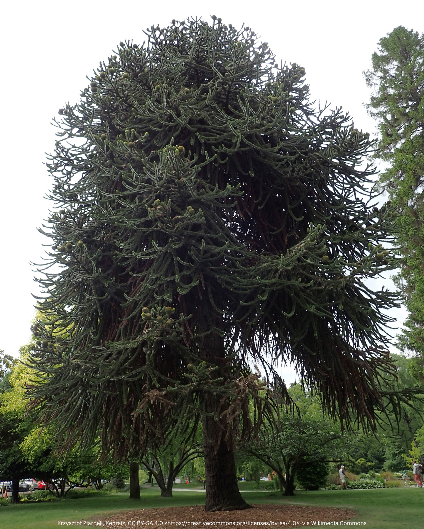 Andentanne, Chilenische Schmucktanne – Araucaria araucana