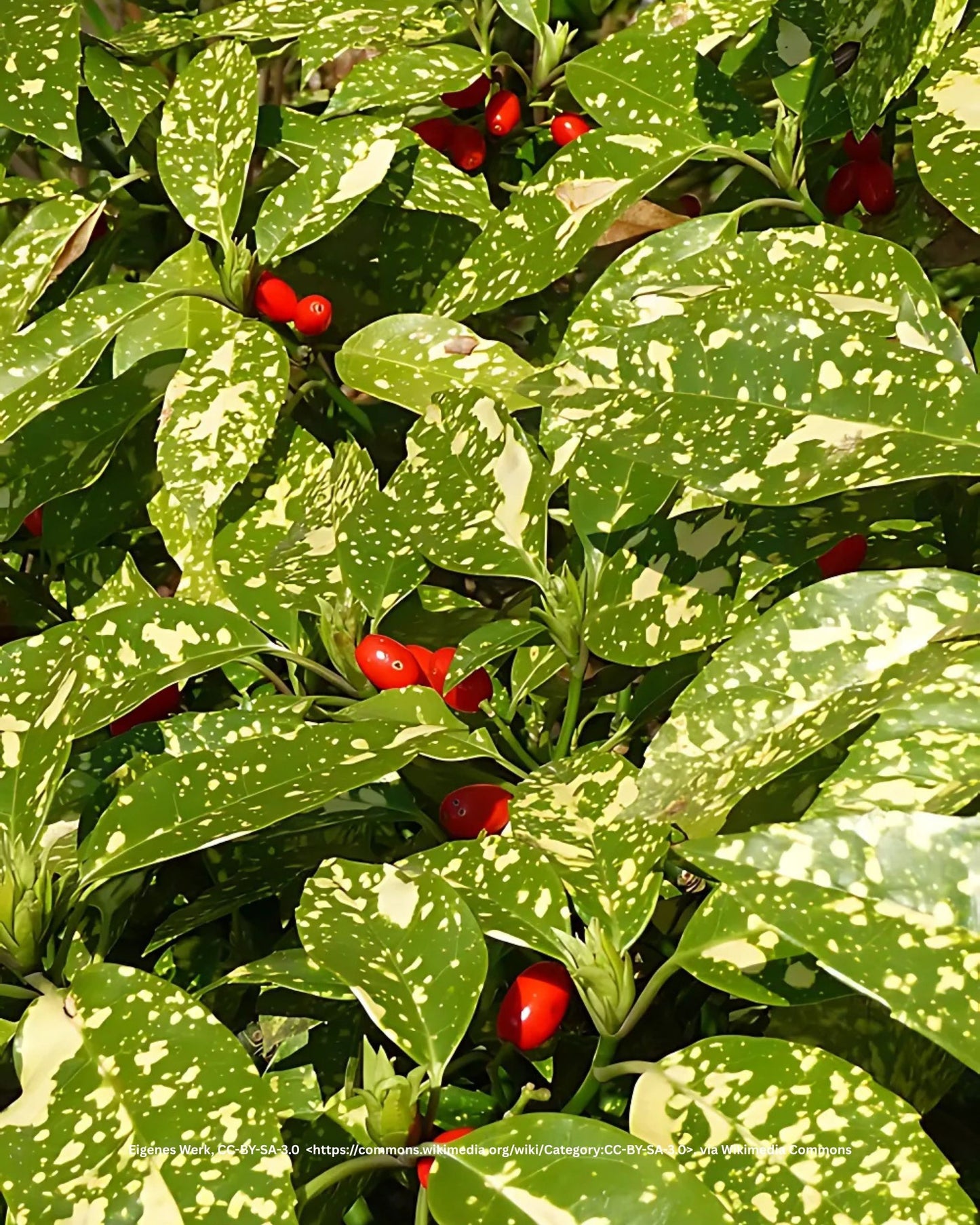 Japanische Aukube, Goldorange – Aucuba japonica 'Variegata'