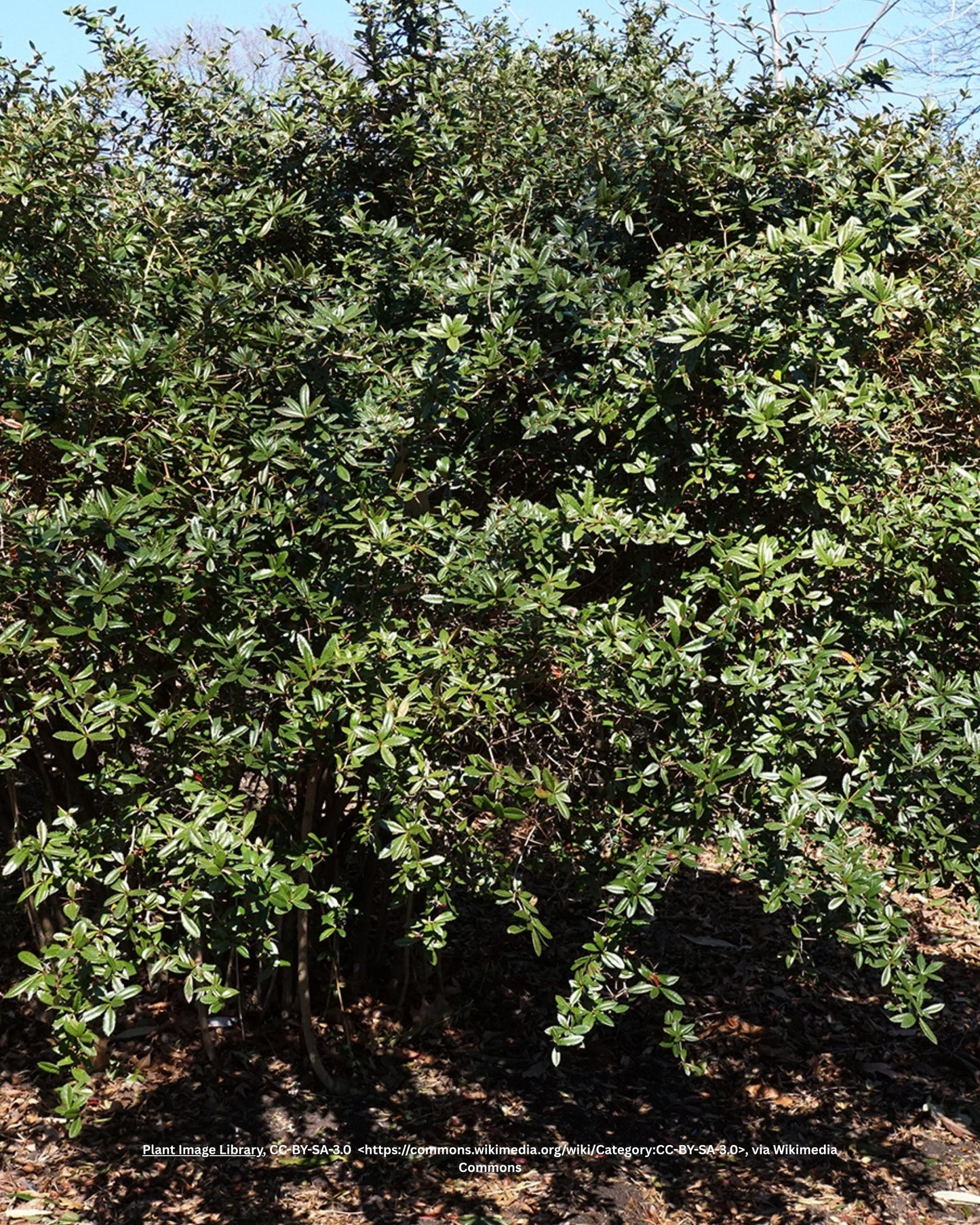 Julianas Berberitze, Wintersgrüne Barberry – Berberis julianae C.K. Schneid.