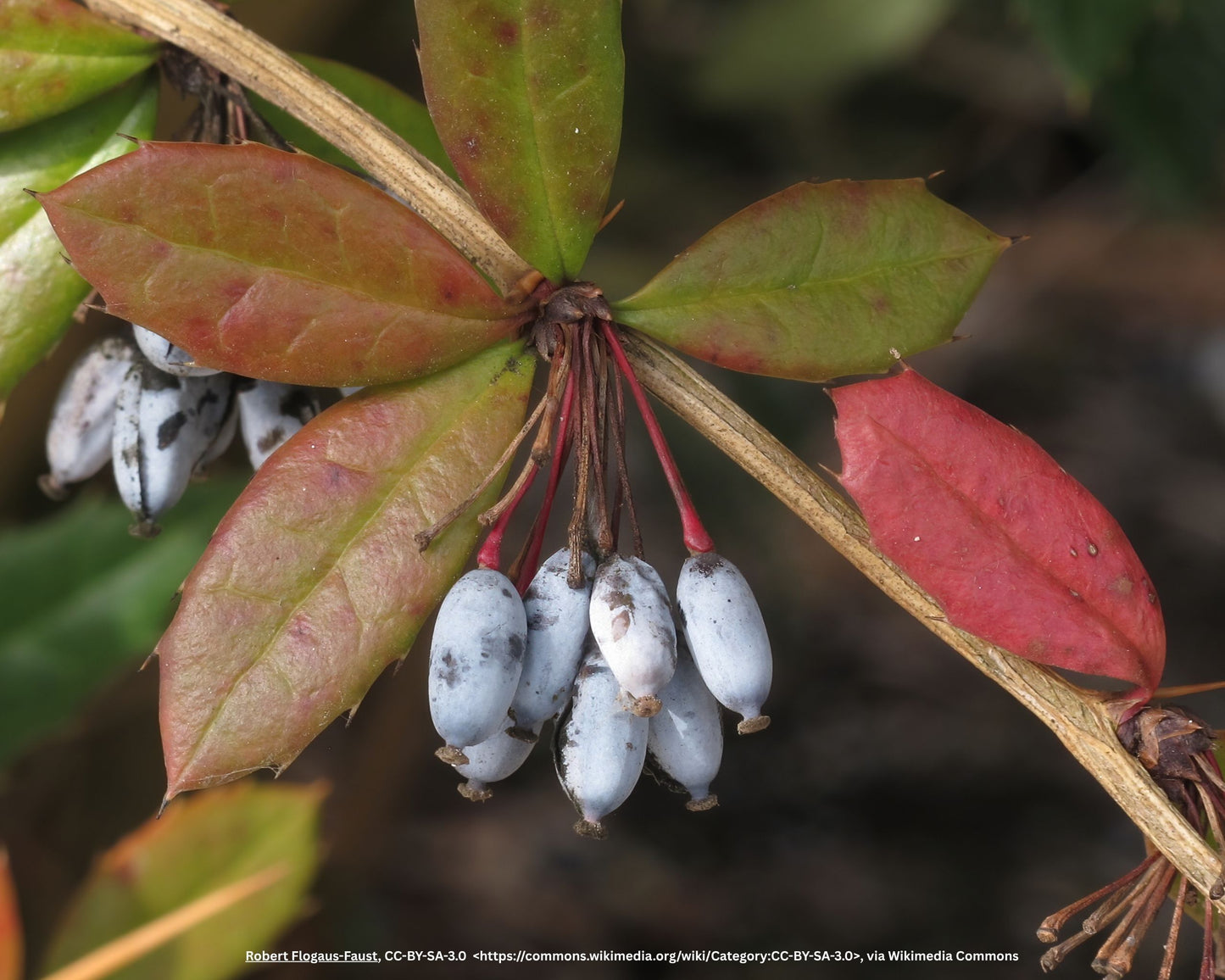 Julianas Berberitze, Wintersgrüne Barberry – Berberis julianae C.K. Schneid.