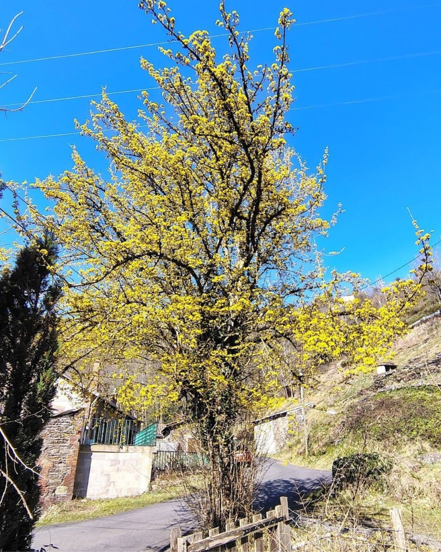 Kornelkirsche, Tierlibaum – Cornus mas