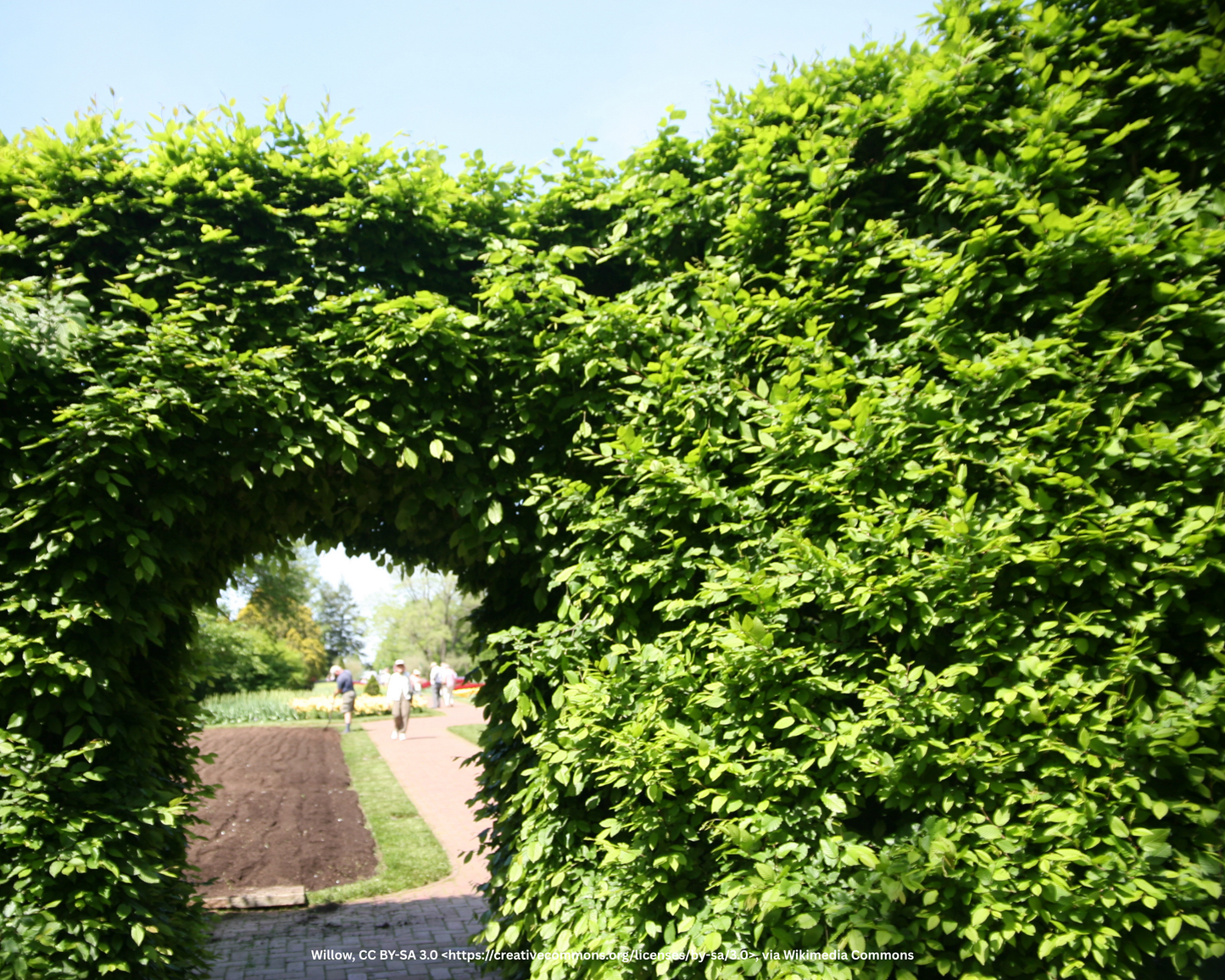 Hainbuche, Weissbuche – Carpinus betulus