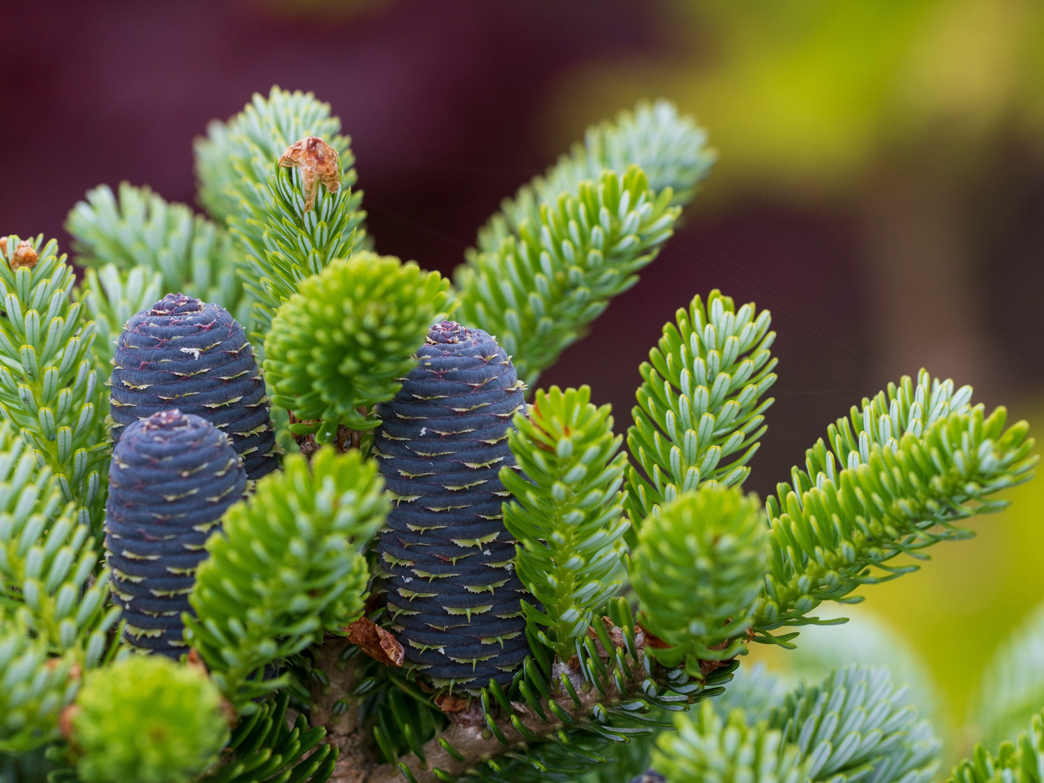 Winterharte, immergrüne Nadelgehölze für den Garten