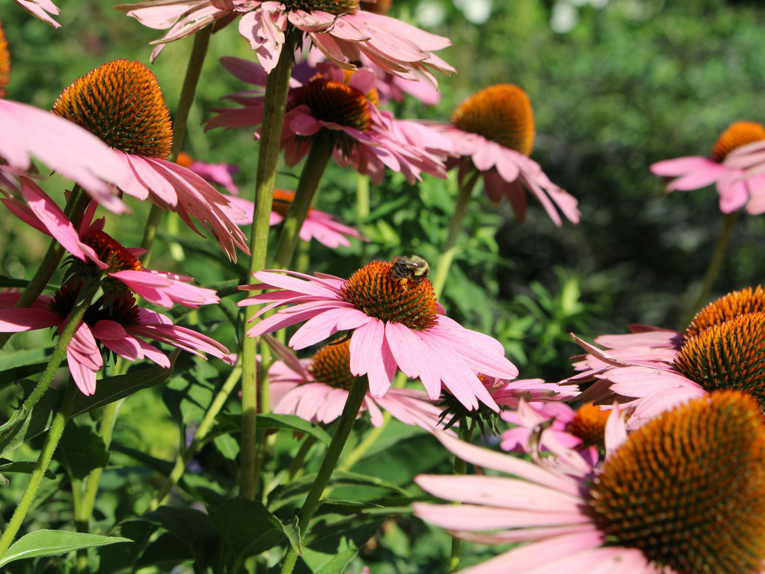 Vieljährige Stauden für farbenfrohe und pflegeleichte Gartenbepflanzung