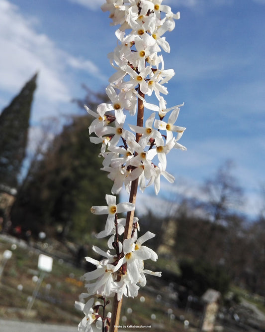 Weisse Forsythie – Abeliophyllum distichum