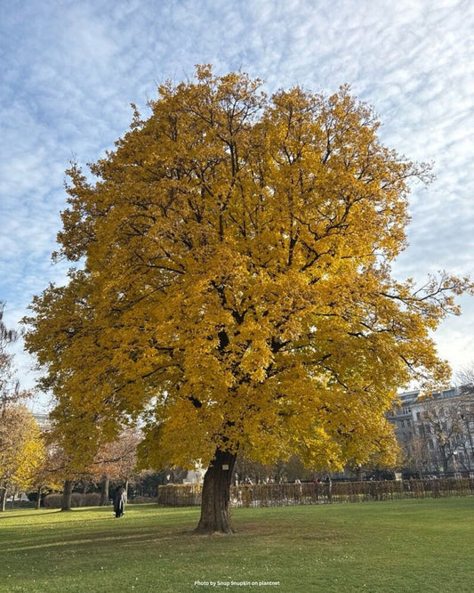 Schneeballblättriger Ahorn, Italienischer Ahorn – Acer opalus