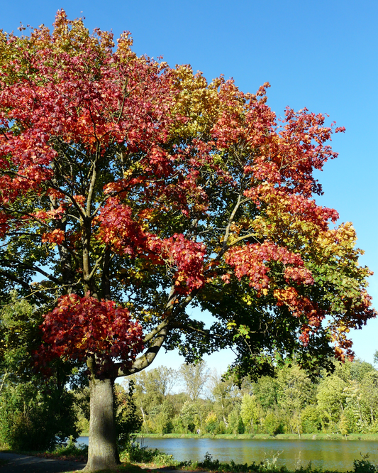Spitz-Ahorn – Acer platanoides