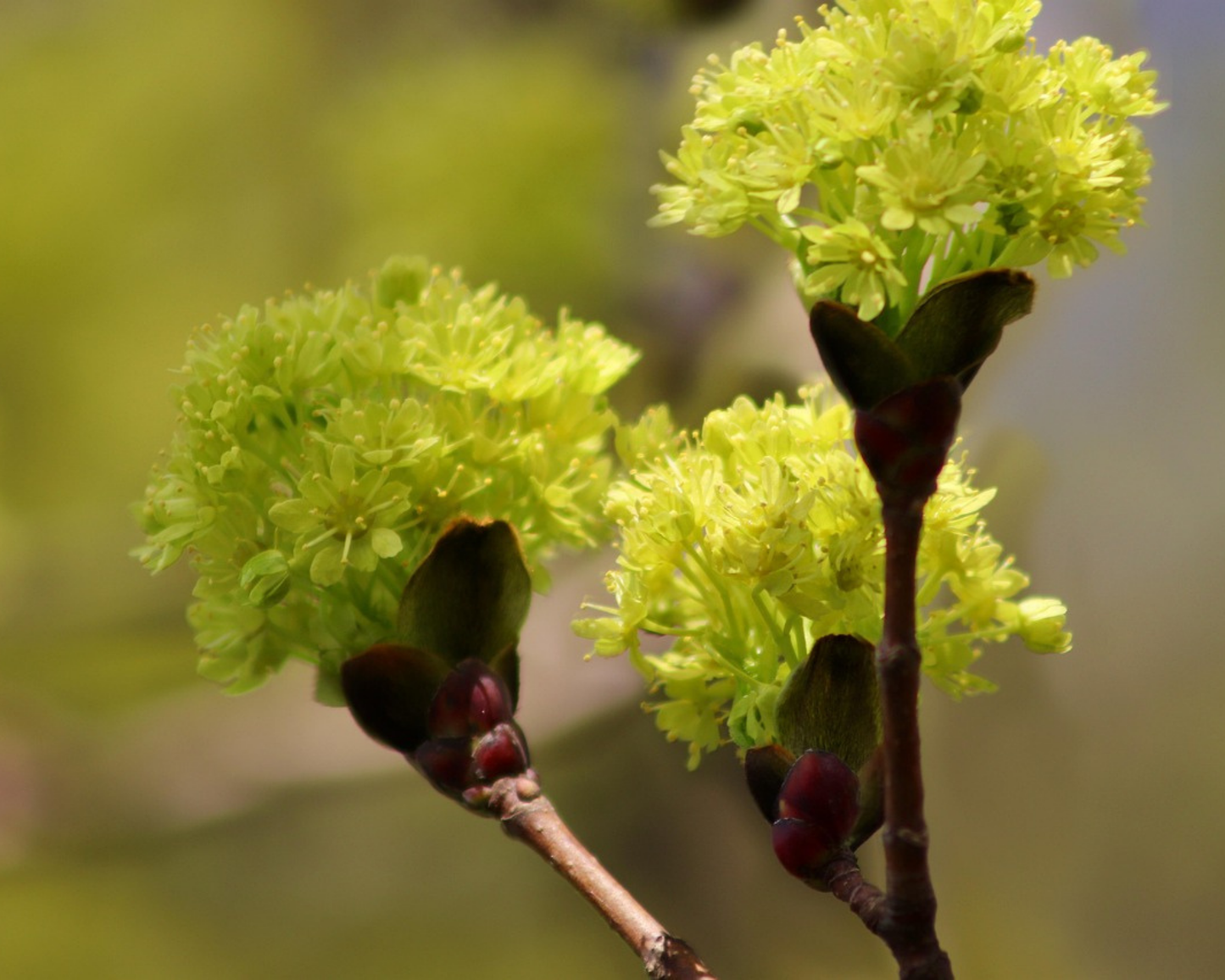 Spitz-Ahorn – Acer platanoides