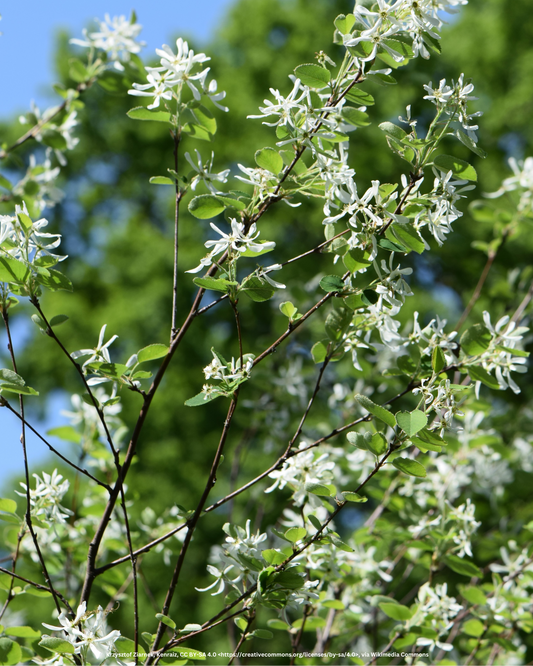 Felsenbirne – Amelanchier ovalis