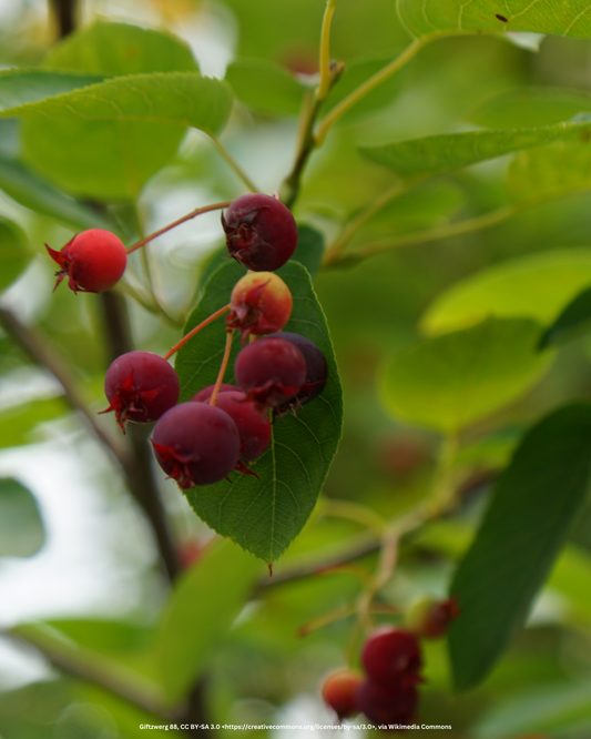 Felsenbirne – Amelanchier ovalis