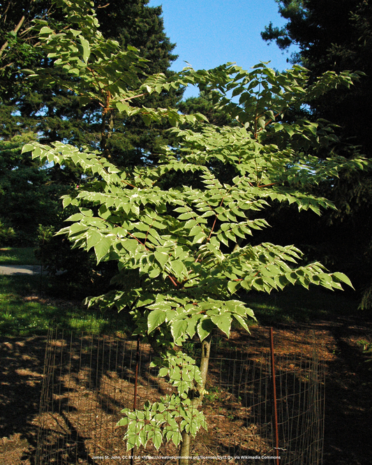 Silberaralie, Japanische Aralie – Aralia elata 'Variegata'