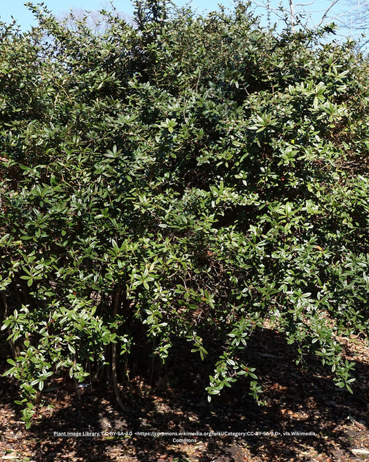 Julianas Berberitze, Wintersgrüne Barberry – Berberis julianae C.K. Schneid.