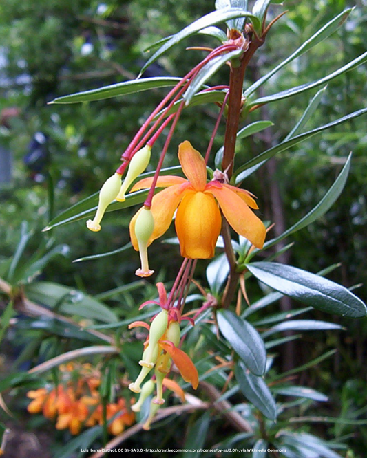 Orange King Berberitze – Berberis linearifolia 'Orange King'