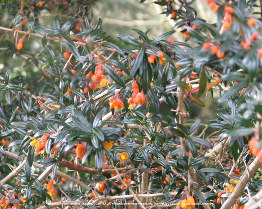 Orange King Berberitze – Berberis linearifolia 'Orange King'