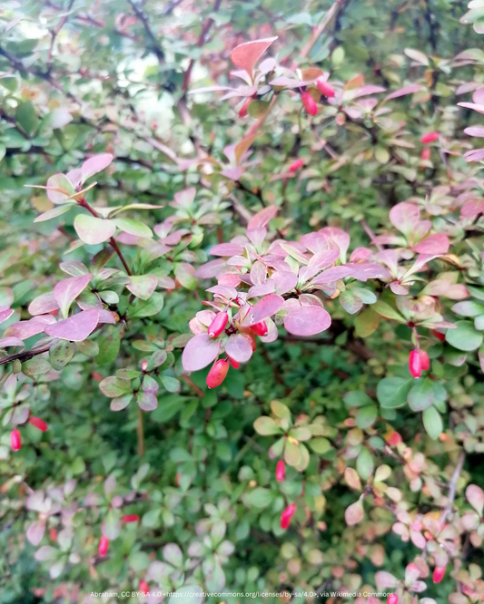 Grüne Heckenberberitze – Berberis thunbergii