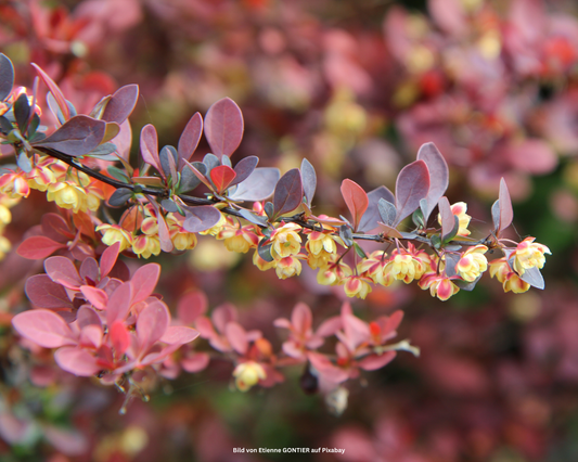 Grüne Heckenberberitze – Berberis thunbergii