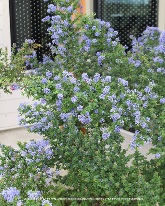 Säckelblume, Kalifornischer Flieder – Ceanothus impressus 'Victoria'