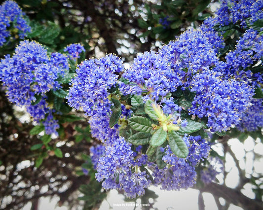 Säckelblume, Kalifornischer Flieder – Ceanothus impressus 'Victoria'