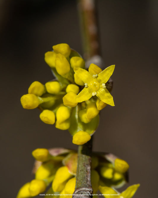 Kornelkirsche, Tierlibaum – Cornus mas