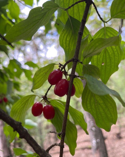 Kornelkirsche, Tierlibaum – Cornus mas