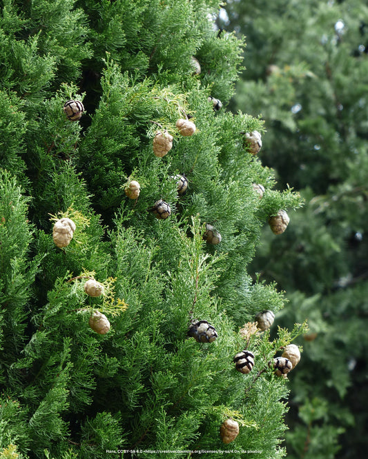 Leylandzypresse, Bastardzypresse – Cupressocyparis × leylandii