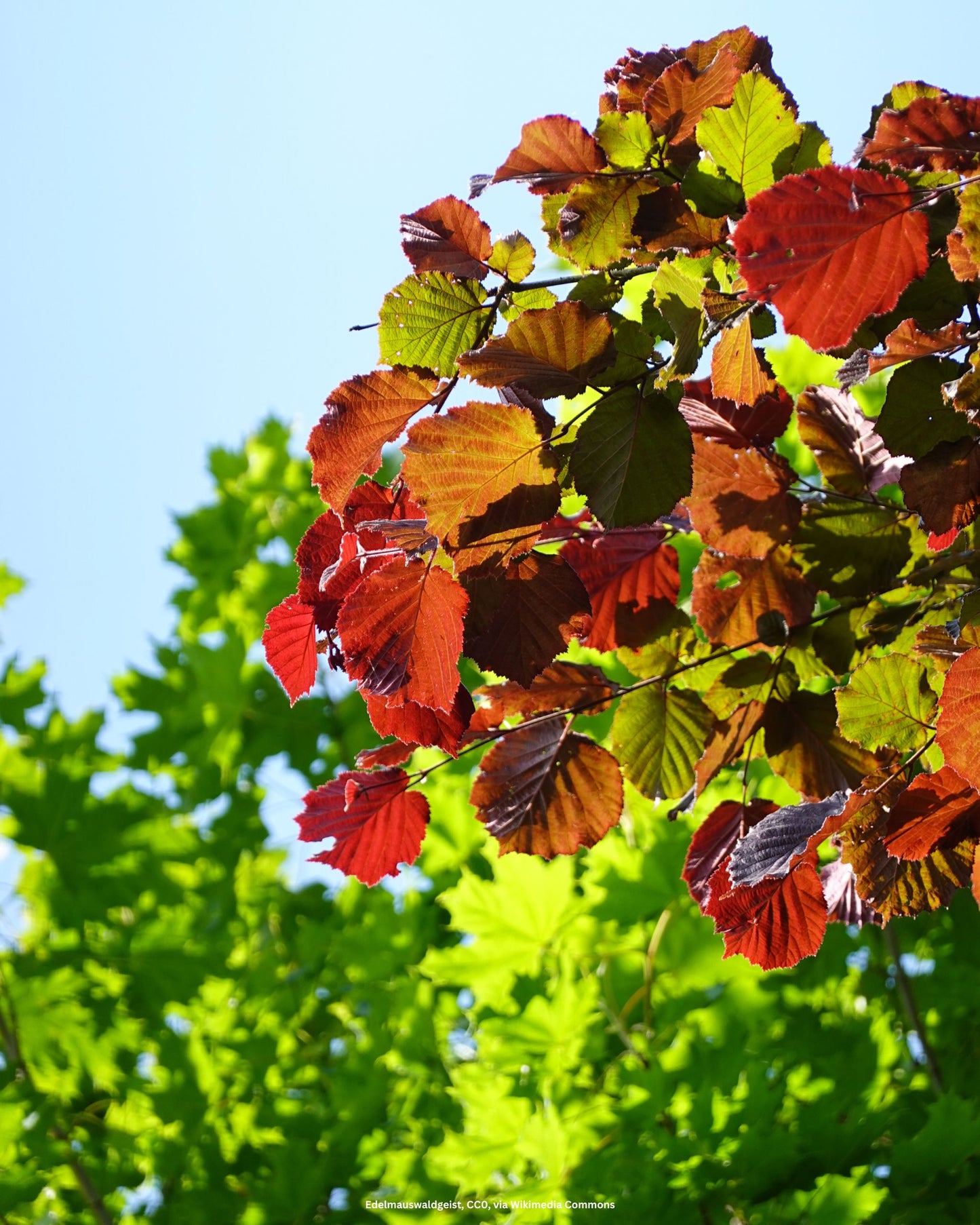 Rotbuche – Fagus sylvatica