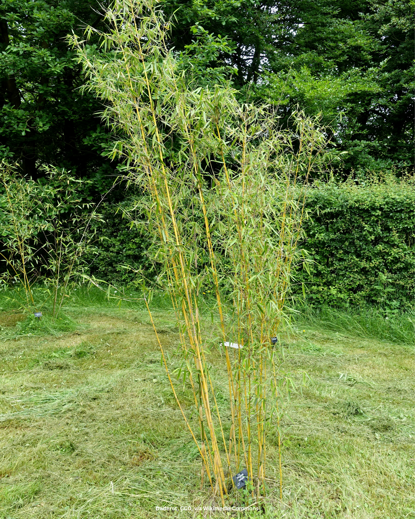 Gartenbambus – Fargesia robusta 'Campbell'