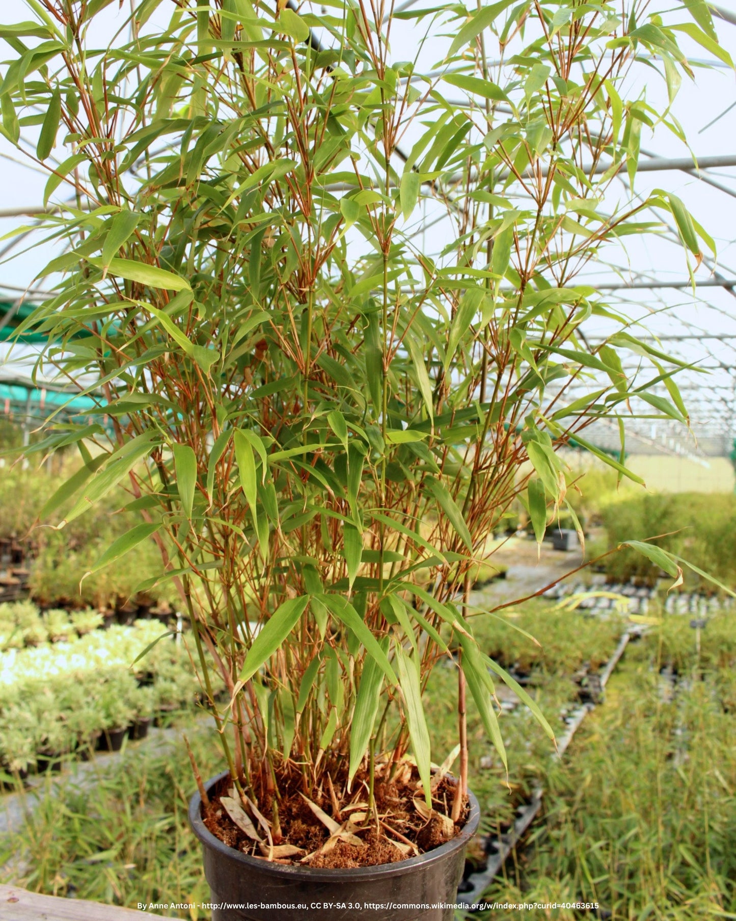 Heckenbambus – Fargesia murieliae 'Rufa'
