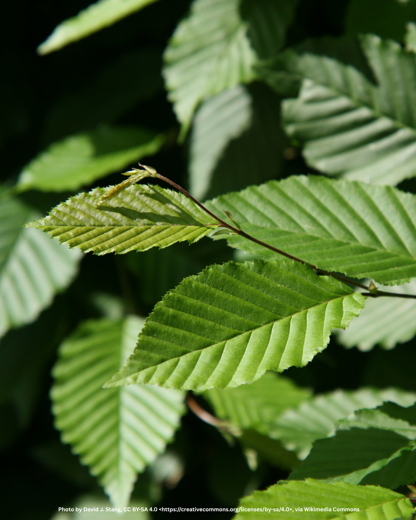 Hainbuche, Weissbuche – Carpinus betulus