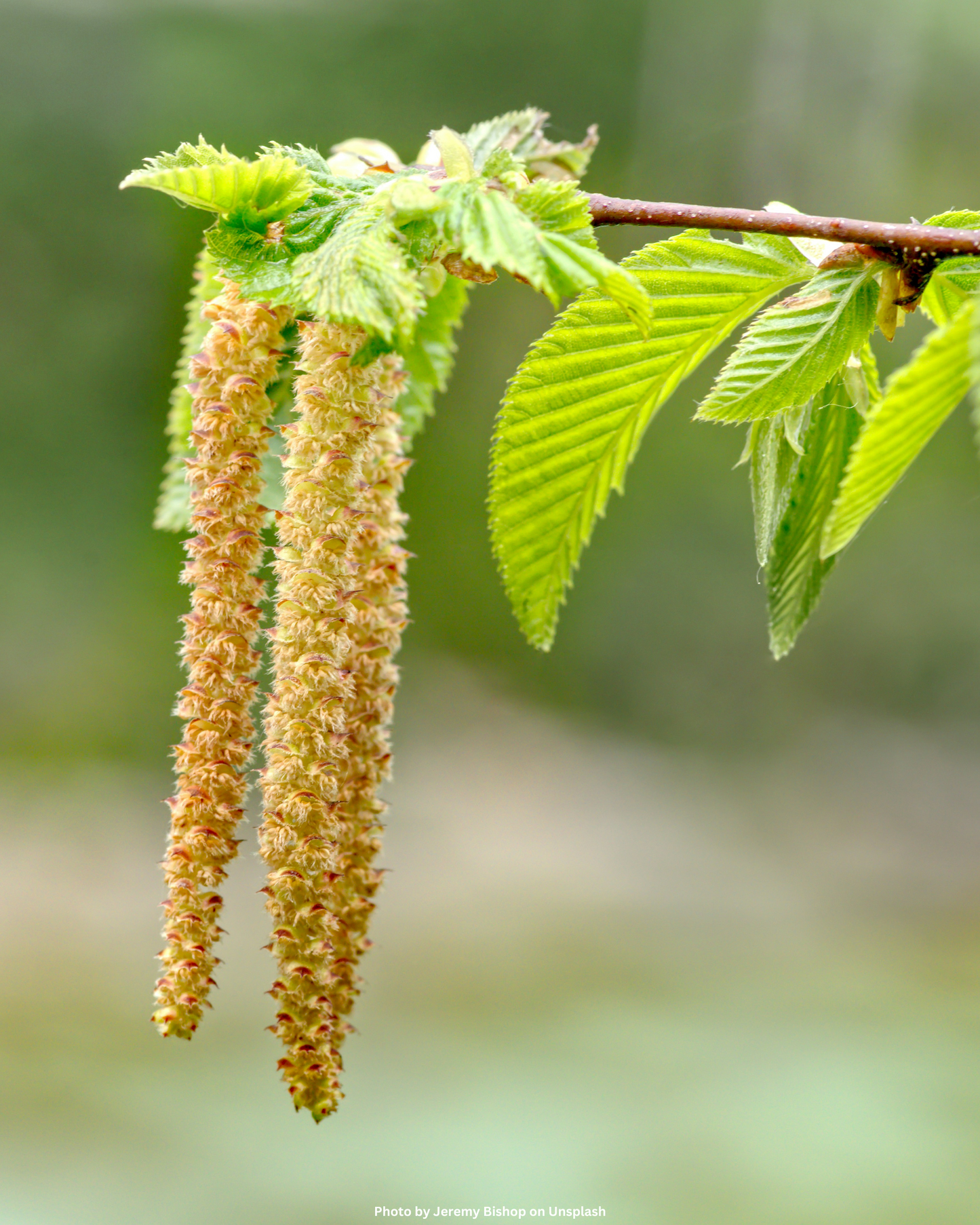 Hainbuche, Weissbuche – Carpinus betulus