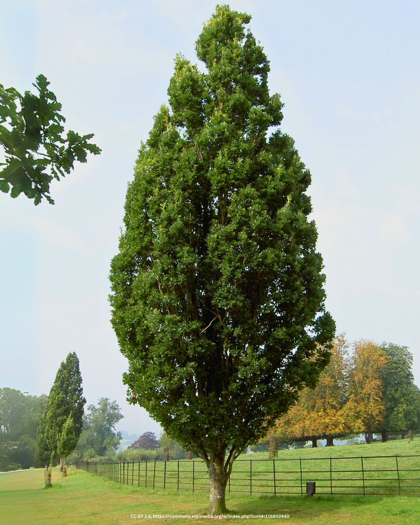 Stieleiche, Säuleneiche – Quercus robur 'Fastigiata'