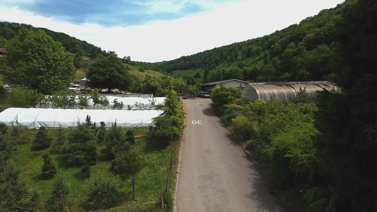 Video laden: Heinis Baumschulen von oben – Drohnenflug über unsere Gärtnerei in Liestal